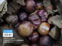 正宗四川小脆红 脆红李子 新鲜应季时令水果李子 新鲜尝鲜包邮 带箱2斤  单果12g+ 实拍图