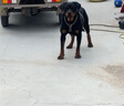 麦富迪狗粮 藻趣儿狗粮成犬粮牛肉螺旋藻 均衡营养15kg/30斤 实拍图