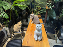 PAPIFEED猫咪自动喂食器宠物定时定量投食机猫粮狗粮碗wifi远程智能投粮 实拍图