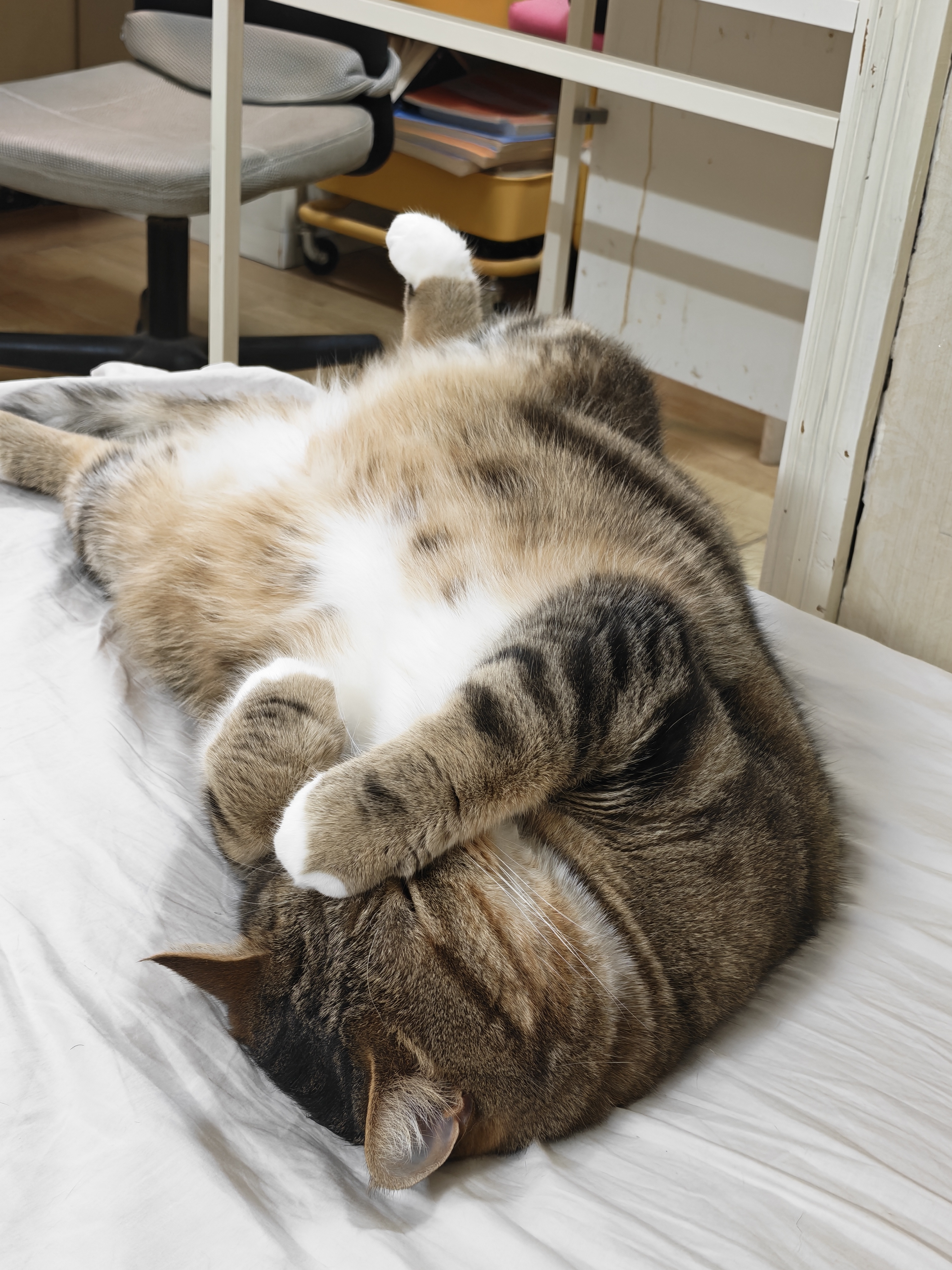 皇家猫粮 波斯成猫粮 P30 通用粮 12月以上 2KG 实拍图
