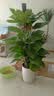 花财主天堂鸟盆栽办公室大型绿植客厅鸭脚木植物家用吸甲醛净化空气好养 绿萝柱1.4-1.5米【圆柱盆】 实拍图