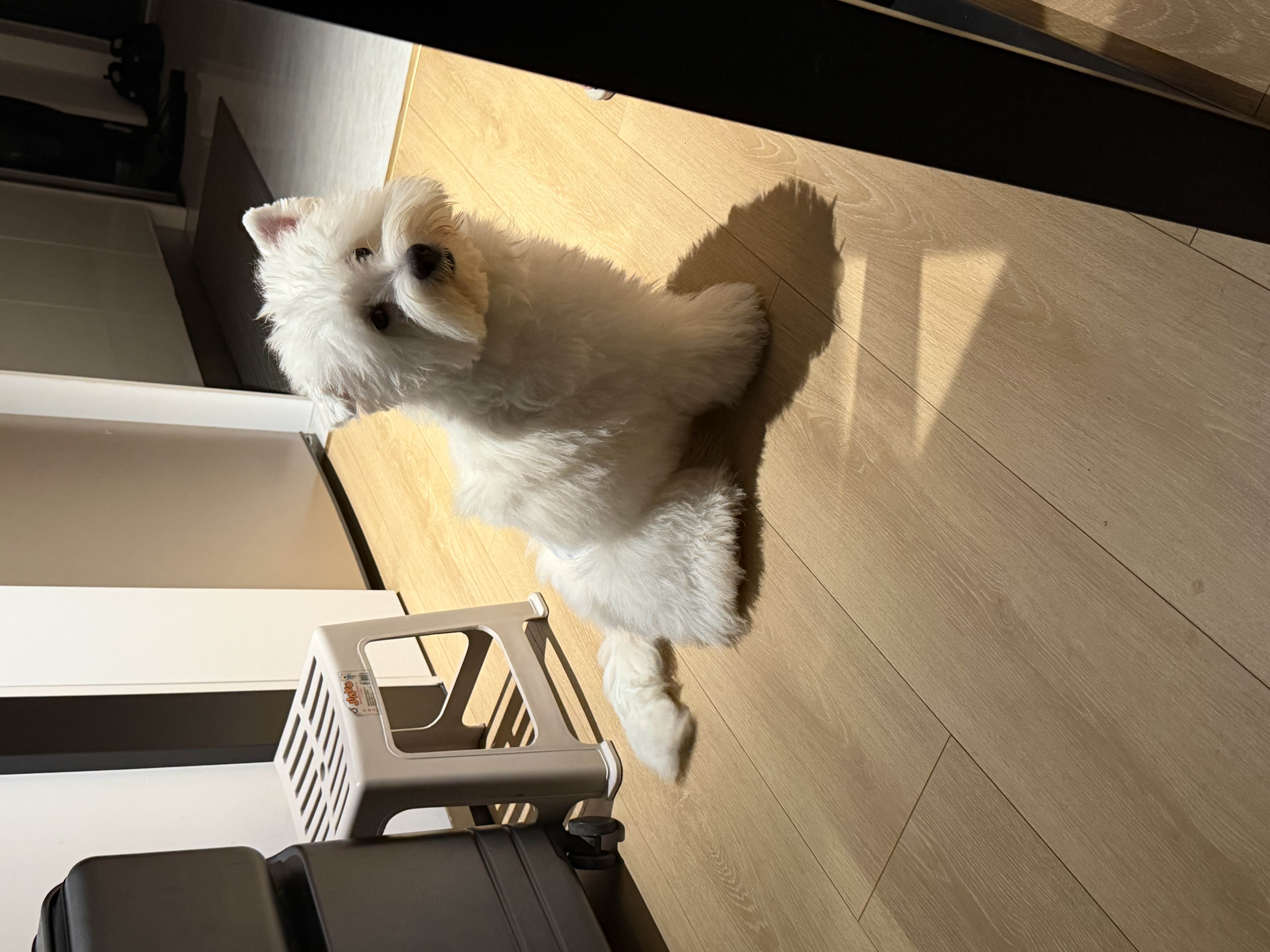 憨憨宠狗笼中小型犬狗笼子大猫笼带厕所加粗折叠宠物笼子柯基笼幼犬狗笼 加粗狗笼 银色 71*60*50cm 建议25斤内 带托盘式厕所+防卡脚垫片 实拍图