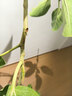 美益棵营养土养花通用型8L园艺专用种菜蔬菜多肉盆栽绿植种植泥炭土壤 实拍图