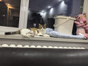 pidan猫砂 豆腐猫砂2.4kg*4包强力吸臭纯猫砂 可冲厕所非膨润土砂 实拍图
