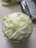 山东寿光新鲜青甘蓝卷心菜新鲜包菜青绿卷心菜手撕包菜爆炒 寿光甘蓝2斤（净重1.8斤） 实拍图