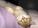 憨憨乐园宠物冰垫狗狗垫子防水夏季降温猫咪凉席泰迪金毛中小型犬用品 XL 实拍图