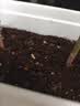 史丹利椰糠砖650g 椰土砖椰砖营养土脱盐花土耶砖种菜通用型 实拍图