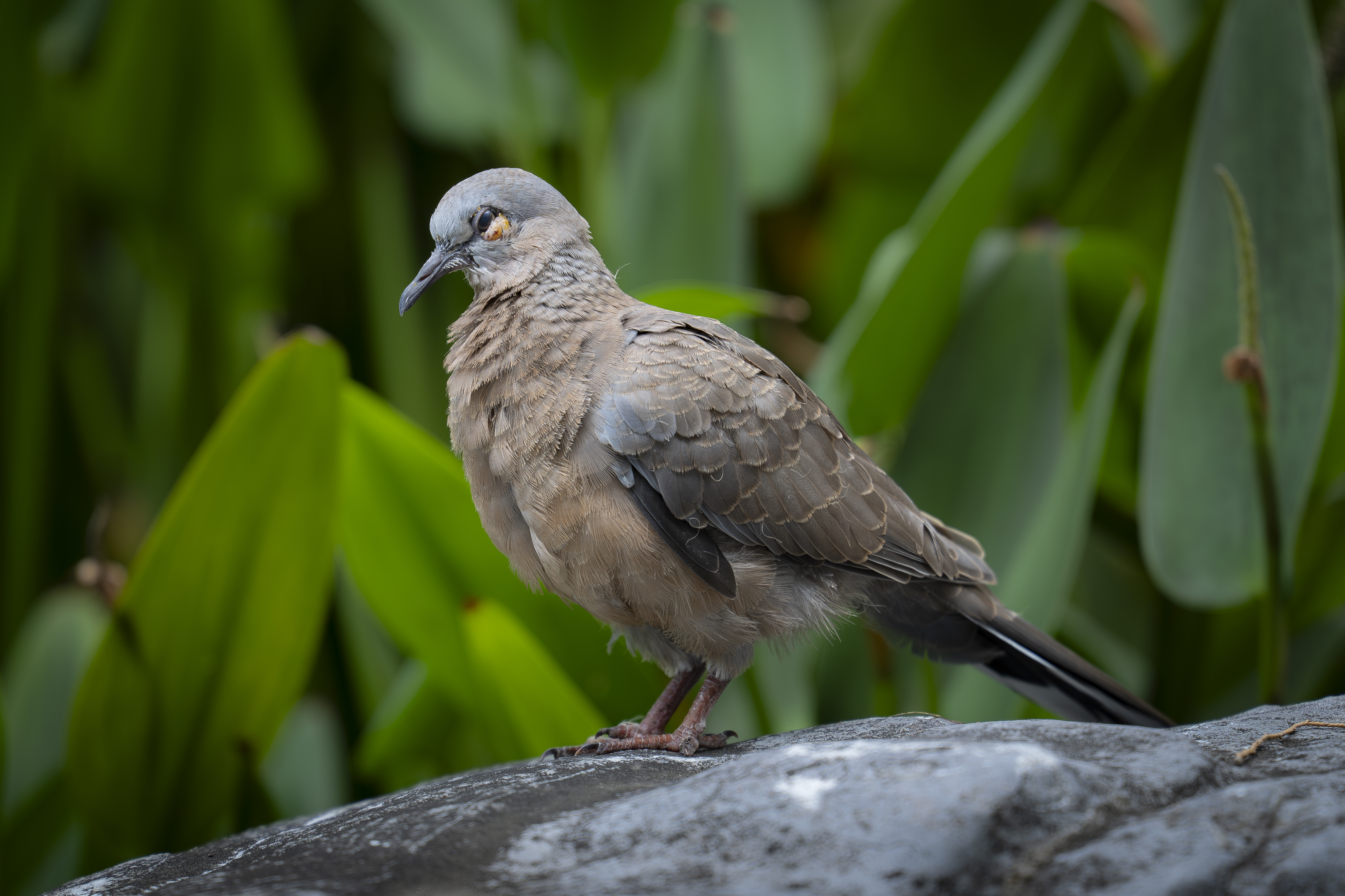 腾龙（Tamron）A065S 70-180mm F/2.8 Di III VC VXD G2二代防抖大光圈长焦变焦全画幅微单镜头(索尼全幅E口) 实拍图
