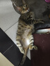 pidan混合猫砂 豆腐膨润土混合经典款2.4kg*6 整箱装可冲厕所 实拍图