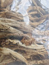 金唐茶树菇250g/袋 未开伞茶树蘑菇山珍菌菇干货 火锅煲汤食材 实拍图