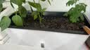 德沃多种菜盆长方形种植箱塑料加厚自动吸水花盆种菜箱蔬菜种植盆大号 实拍图