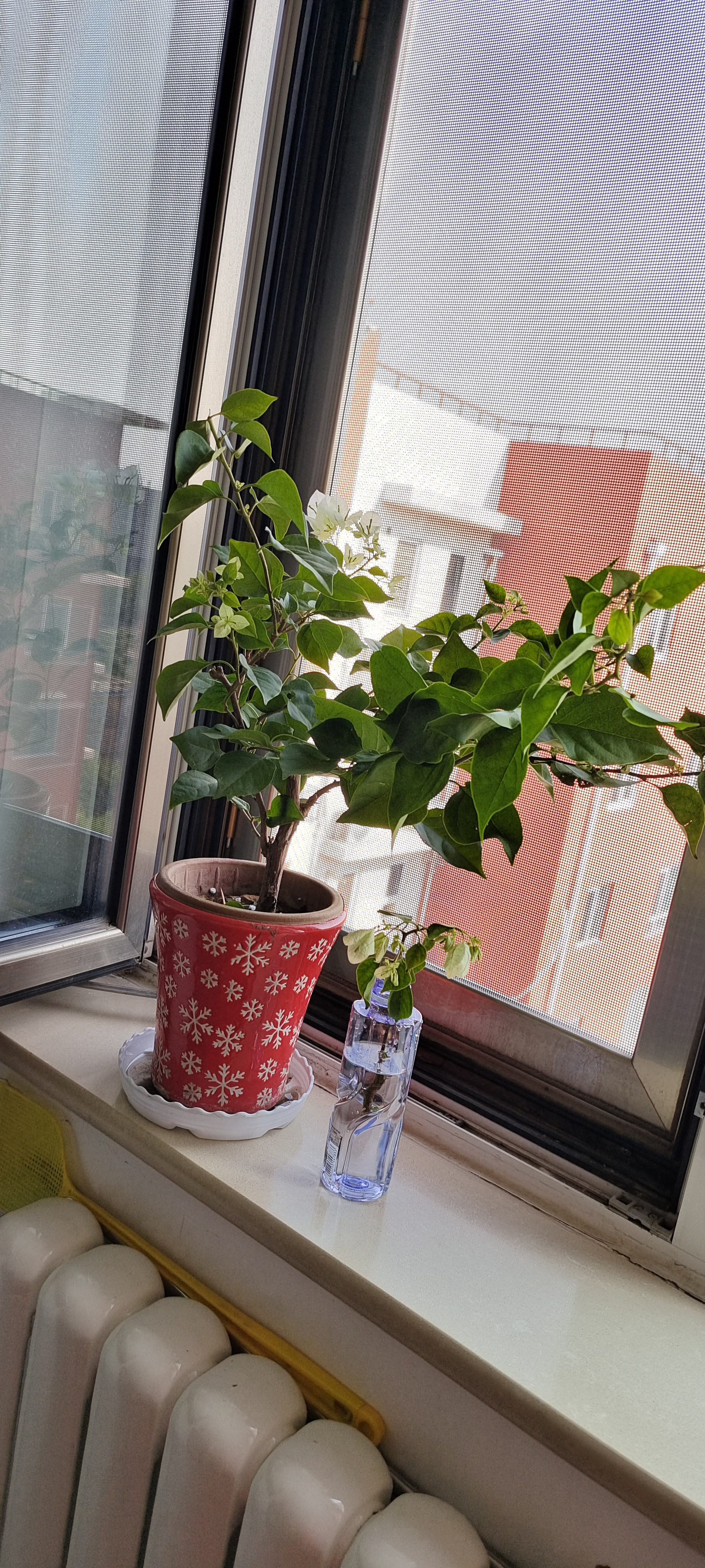 三角梅盆栽带花剑树苗室内阳台重瓣飘枝垂丝老桩四季开花爬藤花卉 【带花发货 收到即赏】绿樱老桩大苗 45-50cm左右（原盆带土发货） 实拍图
