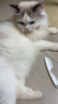 欢宠网猫梳子猫毛梳猫咪狗除跳蚤梳毛器狗毛宠物狗狗开结去浮毛专用神器 实拍图