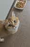 伟嘉成猫猫粮3.6kg海洋鱼味布偶夹心粮【原料透明】 实拍图