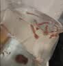 森悠（SARYOR）孔雀鱼纯种观赏鱼小型淡水好养热带鱼活体斑马金鱼凤尾鱼繁殖 杂袍孔雀鱼30条+5条备损 实拍图