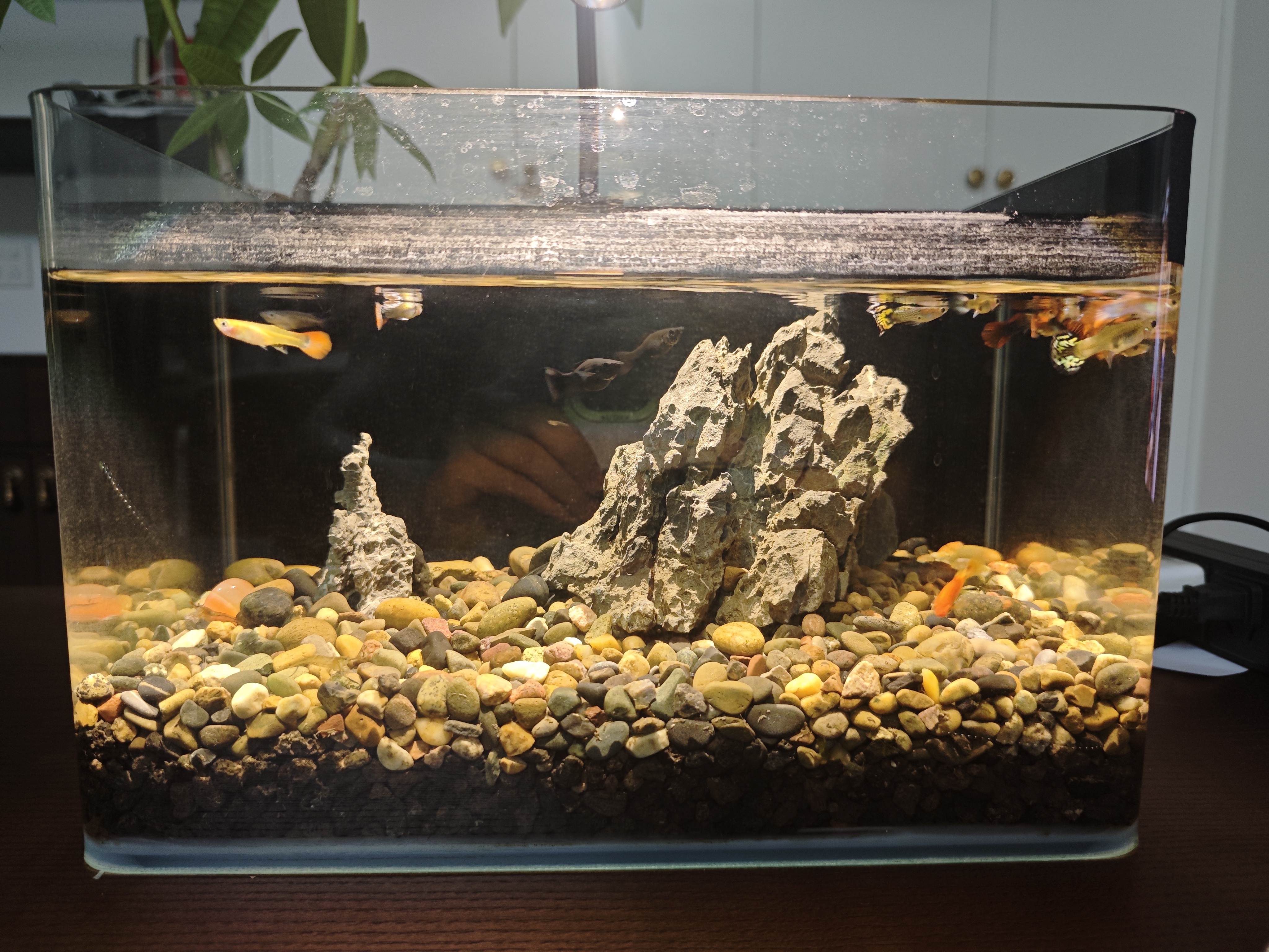 YEE鱼缸迷你射灯南美缸造景小型缸夹灯溪流缸鱼缸灯led灯防水3w三色 实拍图