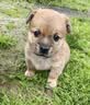 鼎鑫狗粮幼犬泰迪比熊金毛拉布拉多小型犬幼犬专用狗干粮2.5kg 实拍图