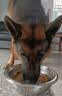 力狼狗粮 全价成犬粮 博美泰迪金毛阿拉斯加边牧大中小犬型粮 【53%肉含量-护胃健骨】鲜鸭肉梨4斤 实拍图