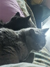 普安特宠物猫咪耳螨狗狗滴耳液耳炎真菌滴耳药耳臭瘙痒化脓红肿尔滴克 实拍图
