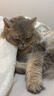 比瑞吉猫粮爱不将就全价全期猫主粮2kg*5添加蛋黄羊奶粉 实拍图