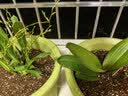 爱丽思（IRIS）Deepot花盆加厚树脂控根圆口绿萝绣球月季多肉发财树塑料加仑花盆 9号浅绿色(口径约30cm)约12L 实拍图