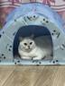 诚实一口P32全价猫粮成猫幼猫室内外低敏轻松蛋白易消化守护肠胃营养1.5kg 实拍图