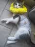华元宠具（hoopet）猫咪绝育服母猫猫宠物小狗狗手术服透气断奶服公猫防舔术后用衣服 实拍图
