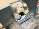 潮色绘三丽鸥玉桂狗水晶手链女款手串女生生日礼物女士轻奢礼物礼盒6021 实拍图