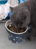 喔喔（WOWO）全价猫粮 经典大蓝包冻干三鲜 成猫通用猫干粮囤货装 混合口味6kg 实拍图