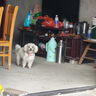 鱼跃（yuwell）上臂式电子血压计充电款血压仪医用高精准高血压测量仪家用680AR 实拍图