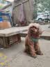 皇家狗粮 斗牛犬成犬狗粮 犬粮 宠物中型犬 FBA26 全价犬粮 ≥12月3KG 实拍图