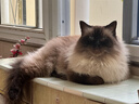 伟嘉猫粮成猫夹心粮 全价粮吞拿鱼1.3kg布偶蓝猫橘猫加菲英短猫咪 实拍图