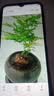 文竹盆栽绿植花卉盆景植物室内客厅水培文松云竹文竹大苗四季常青 文竹+舍得陶瓷盆+塑料圆底托 高度15-25cm 实拍图