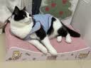 instinct百利优质蛋白鸡肉猫粮3.3磅/1.5kg 实拍图