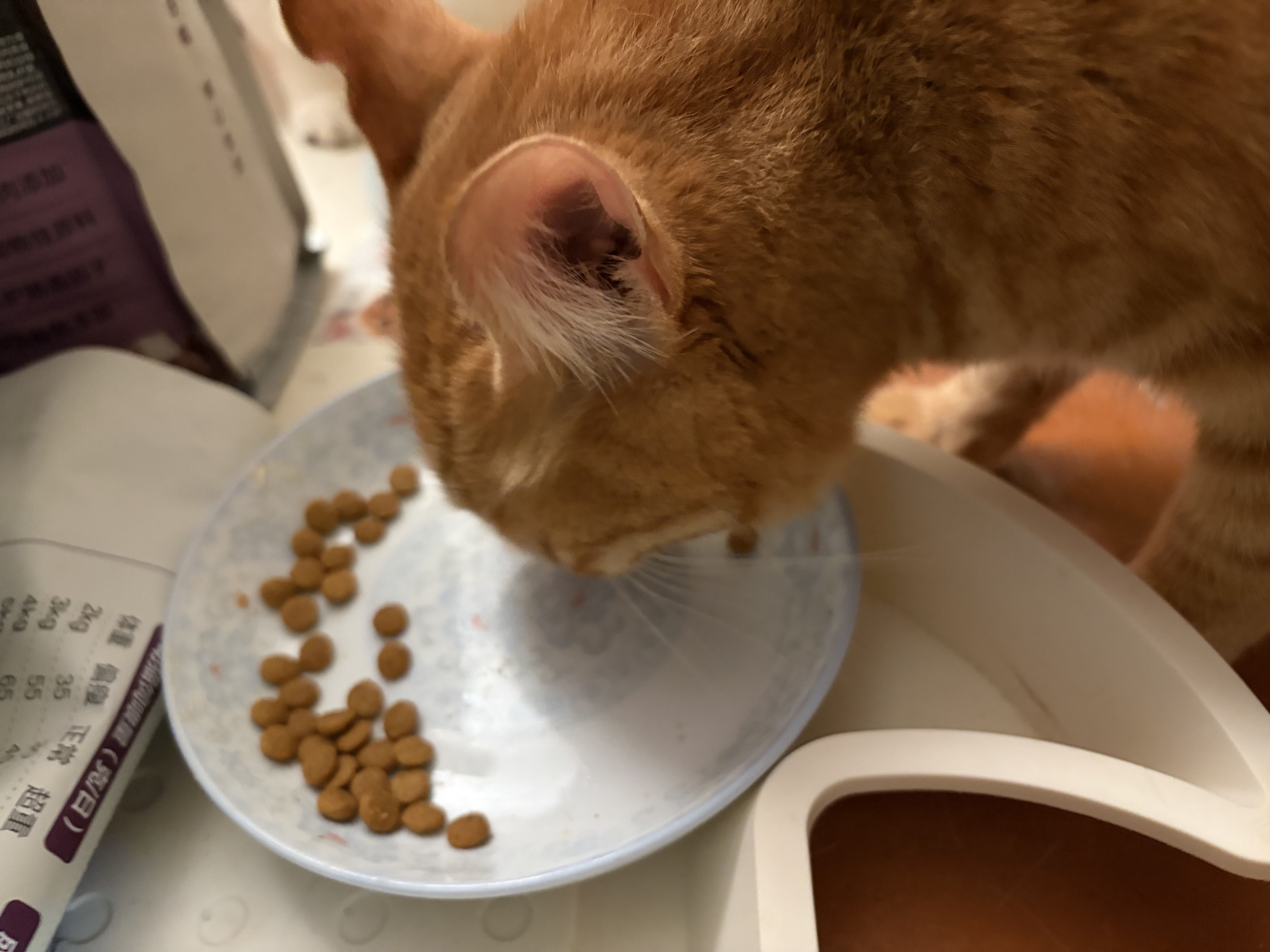 冠能猫粮室内成猫猫粮60g*3 全价猫粮 添加膳食纤维 控制毛球 实拍图