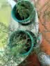 文竹盆栽绿植花卉盆景植物室内客厅水培文松云竹文竹大苗四季常青 小文竹【2棵更实惠】原土球发货 高度15-25cm 实拍图
