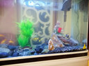 闽江（minjiang）鱼缸水族箱家用屏风生态造景中大型金龙鱼缸客厅免换水鱼缸 纯洁白色（养鱼礼包+升级过滤） 长104*宽36.7*高139(缸体+底柜) 实拍图