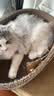 疯狂的主人加深猫抓板窝深坑耐抓耐磨不掉屑猫窝一体猫爪板猫抓盆55*40*18CM 实拍图