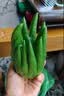 云南新鲜佛手果柑香橼黄色佛手水培观赏清供把玩闻香食用现货速发 2斤新鲜佛手（青黄随机） 实拍图