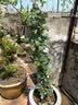 行湘爬藤月季花苗绿植盆栽爬墙花卉 紫袍玉带50-70cm（1棵）源头直发 实拍图