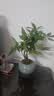 八芽盆栽发财树植物室内禅意招财树盆景办公室桌面绿植源头直发包邮 五福发财树-圆肚盆-密胺托盘 含盆 实拍图