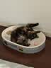 憨憨乐园猫玩具逗猫棒自嗨解闷神器幼猫成猫小猫咪羽毛玩具宠物用品 HL 实拍图