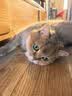 皇家猫粮 挑嘴成猫猫粮 高适口性 EF38 通用粮 12月以上 2KG 实拍图