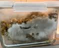 京东京造高硼硅耐热玻璃保鲜盒便当盒饭盒冰箱保鲜食品接触级深长1800ML 实拍图