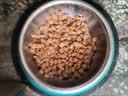 网易严选犬粮全价冻干三拼鸡肉狗粮幼犬成犬小型中大型犬10kg【宠物金选】 实拍图