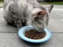 网易严选全价猫粮4.0 成幼猫无谷全阶段营养滋补猫粮 乳鸽乌鸡味1.5kg*4袋 实拍图