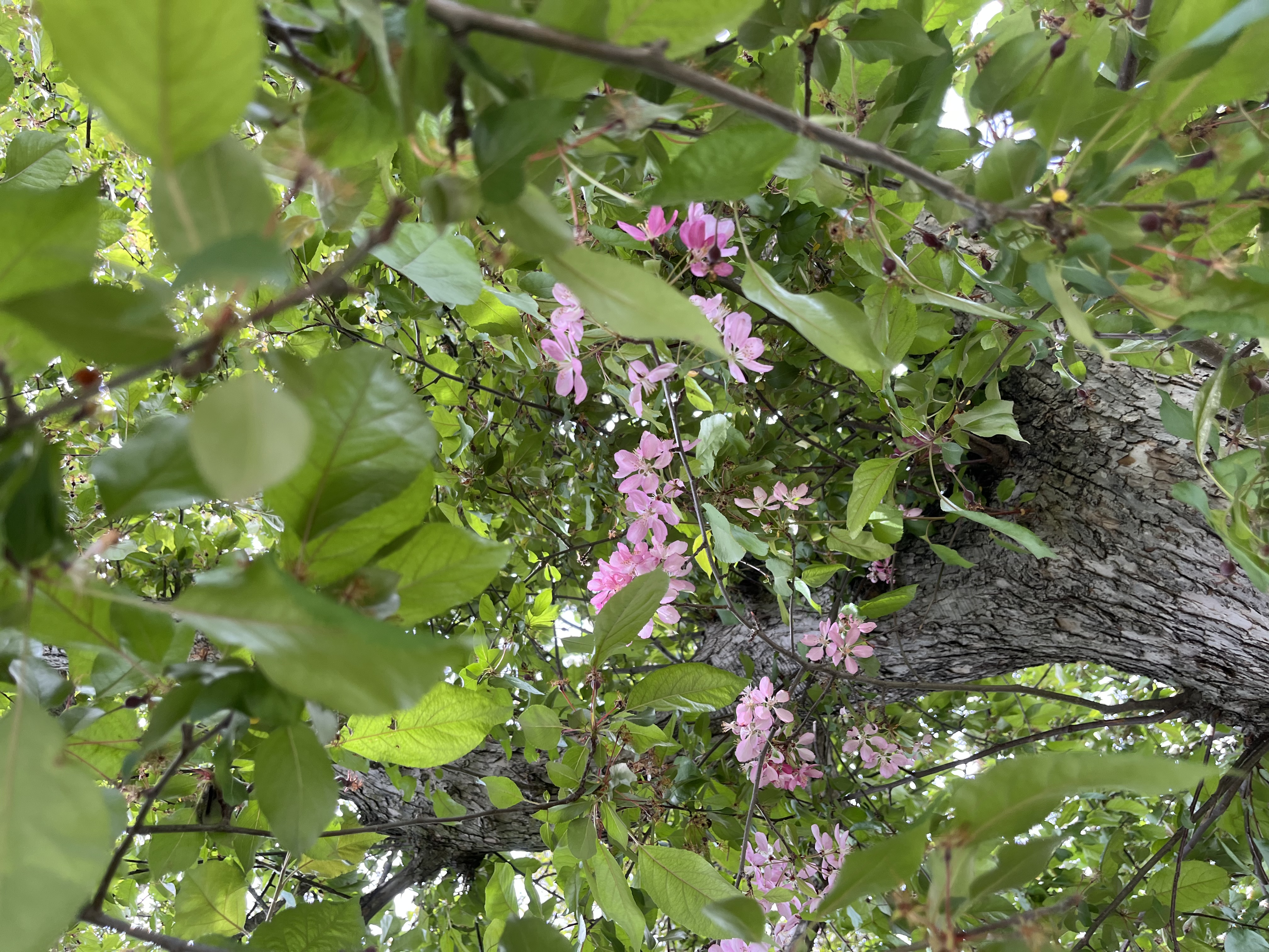 吴裕泰桂花乌龙茶铁观音茶叶浓香型新茶花果茶冷泡高山铁观音 桂花乌龙茶60g*1罐 实拍图