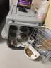 腆宠宠物航空箱大号 猫咪航空箱猫狗 猫包猫笼外出车载猫箱狗狗托运 实拍图