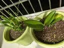 爱丽思（IRIS）Deepot花盆加厚树脂控根圆口绿萝绣球月季多肉发财树塑料加仑花盆 9号浅绿色(口径约30cm)约12L 实拍图