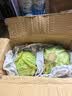 京鲜生山东新鲜绿甘蓝净重3斤 卷心菜 包菜 甘蓝新鲜蔬菜 源头直发 实拍图